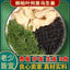 Chinese Arborviae Twig and Leaf Powder He Shou Wu Ginger Powder Anti Hair Loss