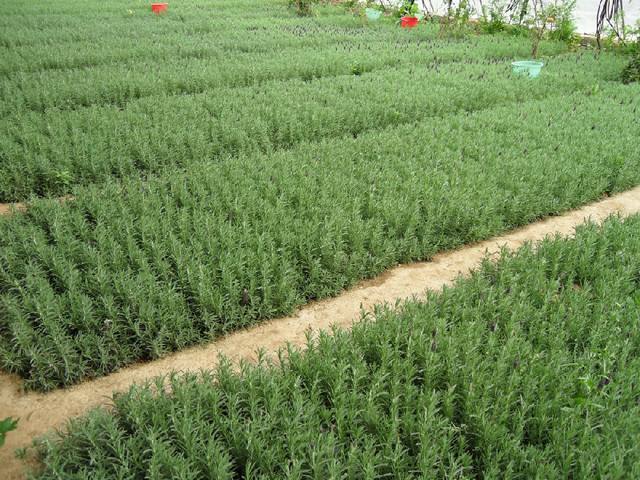 Dry Rosemary Herb Organic Herba Rosemary Leaf Tea Dried Rosemary 500g