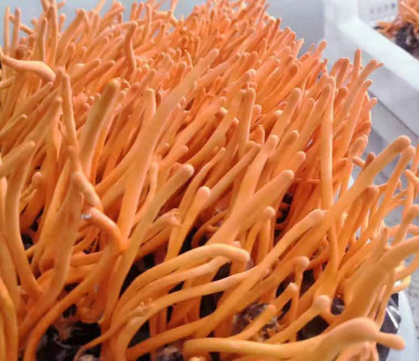 HelloYoung Chinese Anti-aging Cordyceps Flower100g Chong Cao Hua Lowering Blood Pressure