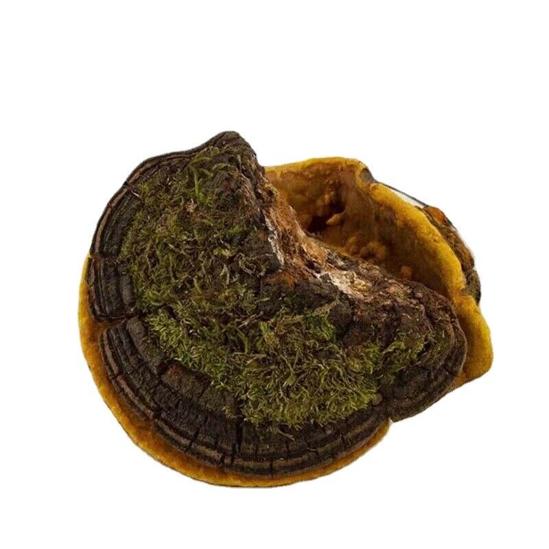 HelloYoung Tibetan wild mulberry ganoderma lucidum 100g