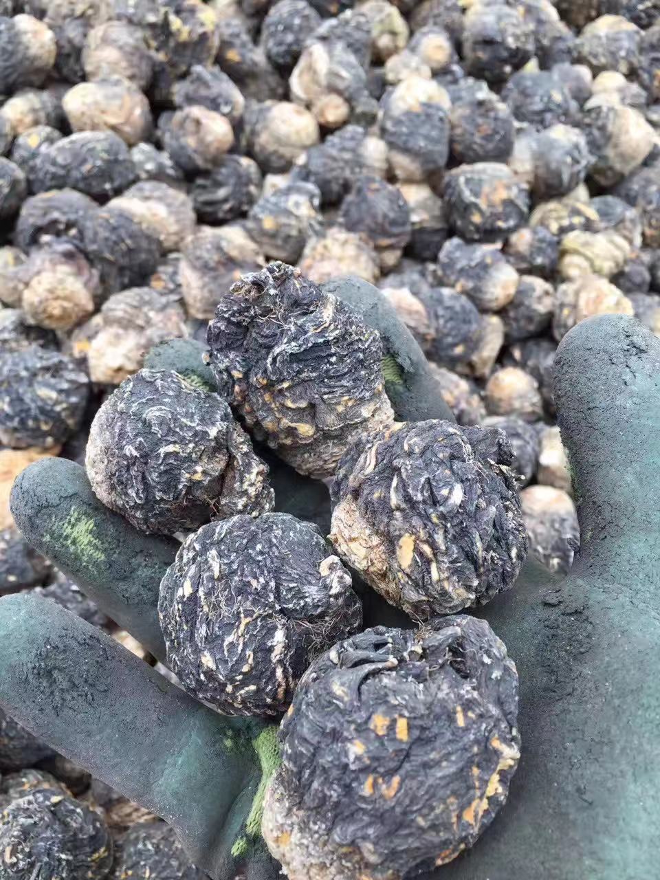 Extra Large Black Maca Kali River Maca Yunnan Maca Raw Materials Dried Fruit