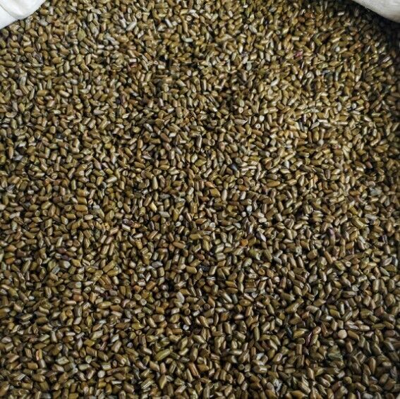 HelloYoung Cassia Seeds Fried Cassia Seeds Tea Infusion Cassia Seed