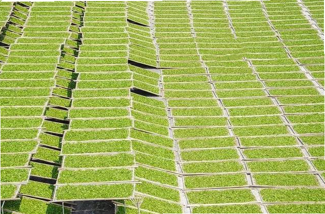 White Peony Fujian White Tea Cake Old Tree Tea Leaves New Tea 300g