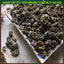 Blood Pressure Slimming Tea Chinese Specialty Herbal Mulberry Leaf Tea Detox Tea
