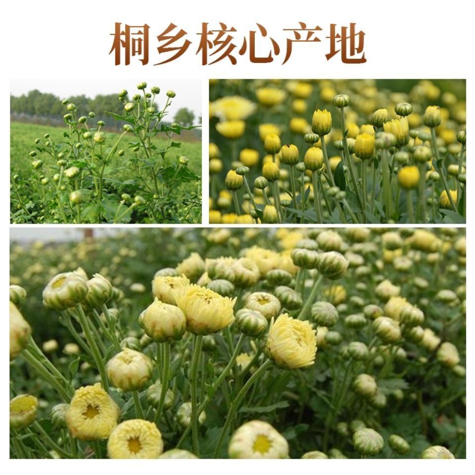 Chrysanthemum Tea Tongxiang Hangbai Wild Chrysanthemums