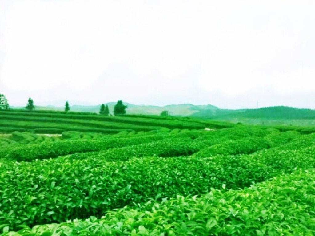 Premium Tieguanyin Oolong Tea 50g Traditional Roasted Chinese Tea Rich Aroma