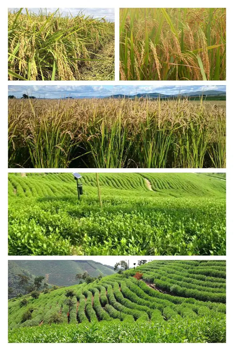Green Tea Brown Rice Tea Organic Genmaicha New Arrival Japanese Style Genmaicha