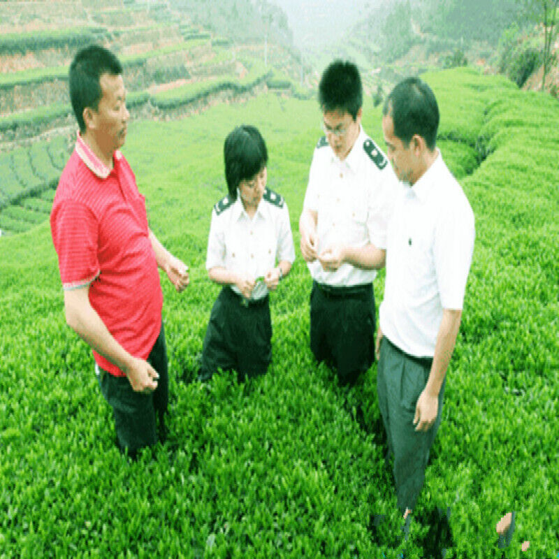 357g Haiwan Old Comrade Blazing Sun Ripe Puerh Puer Tea First Class "Jiao Yang"