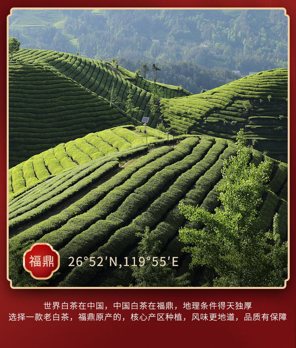 Authentic Fuding Old White Tea Cake White Tea Bulk Strong Aroma 350g