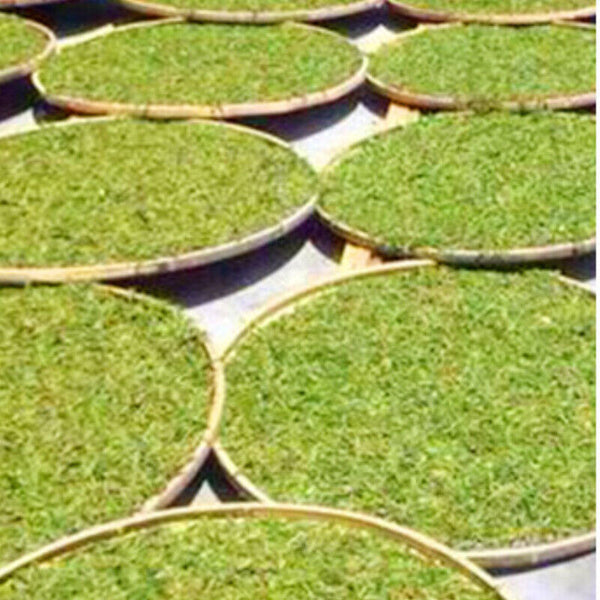 HelloYoung Healthy Drink Tea  Shou Mei White Tea Organic Bulk Old Stem White Tea 500g