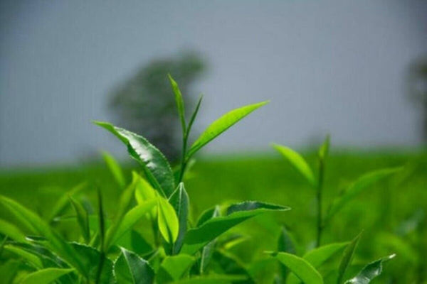 HelloYoung Premium Ginseng Oolong Tea * Taiwan Lan Gui Ren Oolong Tea Green Tea Chinese Tea