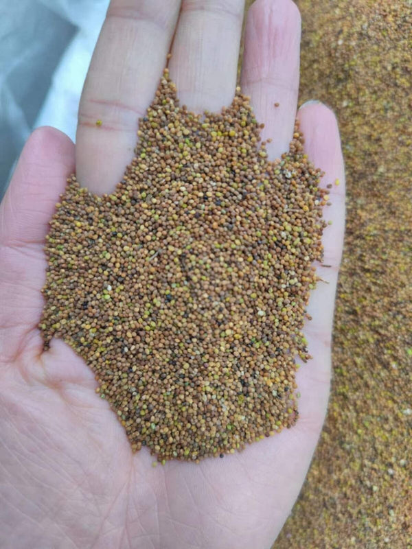 High Quality Chinese Dodder Seed Sulfur Free New Products Herbal Tea Tusizi 菟丝子