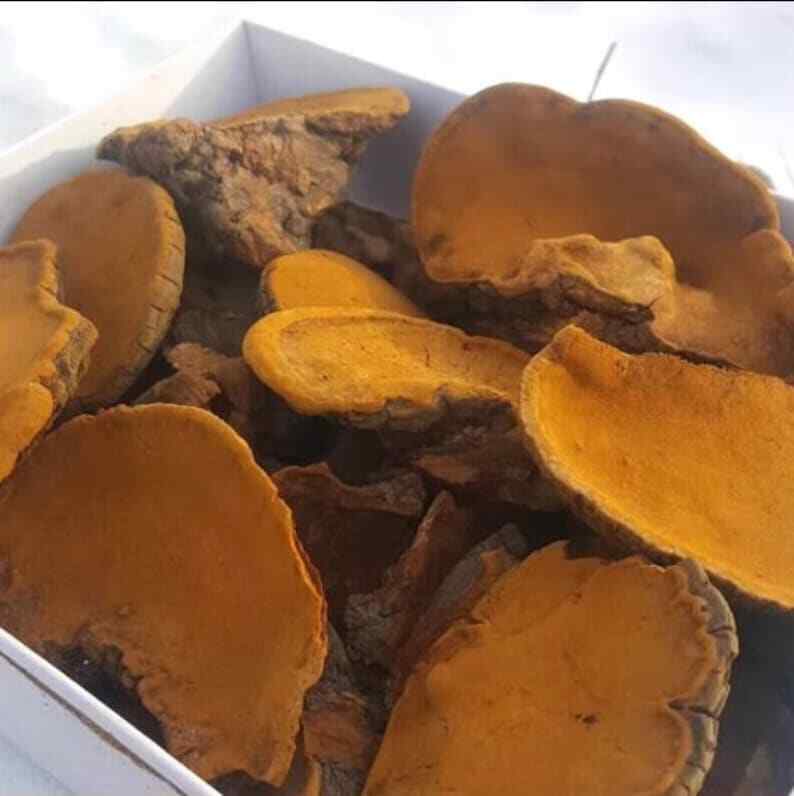 Chinese Song-Gen Meshimakobu Mushroom Sang Huang Mesima Phellinus Igniarius Secondary image