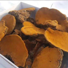 Chinese Song-Gen Meshimakobu Mushroom Sang Huang Mesima Phellinus Igniarius
