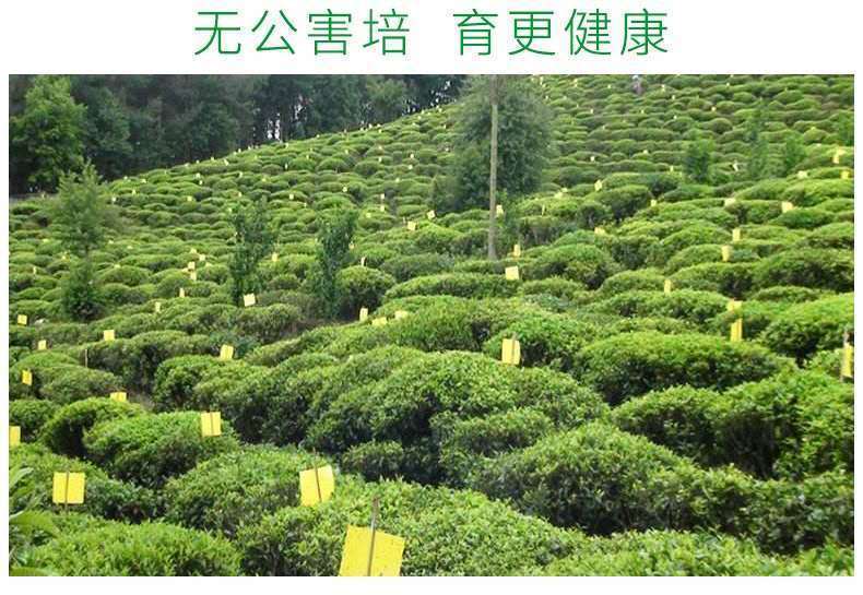 HelloYoung New pring Tea High Mountain Cloud Green Tea Strong Fragrance Ration Tea 250g