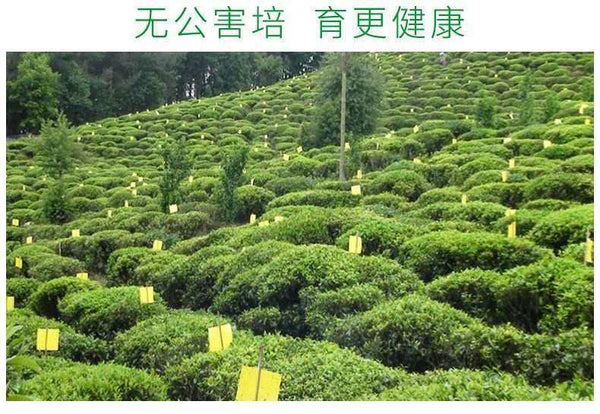 HelloYoung New pring Tea High Mountain Cloud Green Tea Strong Fragrance Ration Tea 250g
