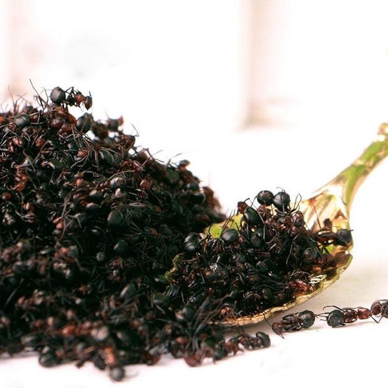 Wild Nature Dry Black Ants - Nature Ant As Food Herb Tonic Body Grate Quality