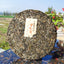 HelloYoung Python Qing Ancient Tree Tea High Quality Pu'er Tea Green Tea Health Care