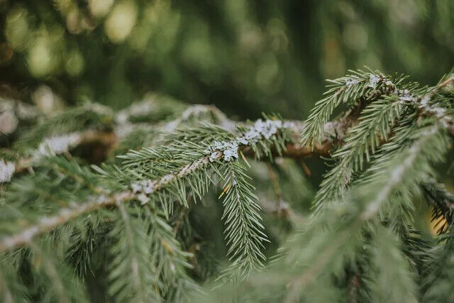 First Grade Natural Chinese Herbs Pine Needles Tea for Improving Sleeping