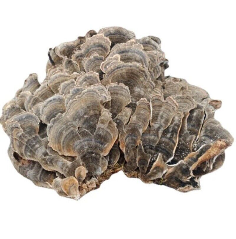 Raw Wholesale Organic Dried Turkey Tail Mushroom 500g