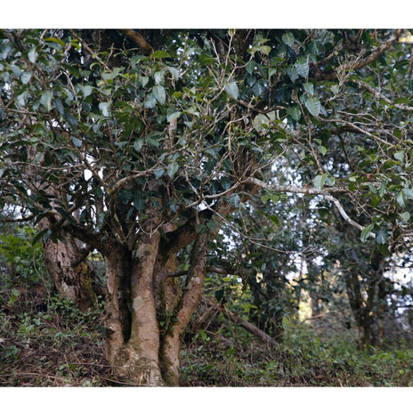 Yunnan Old Tree Ripe Pu-erh Cake 357g Premium Organic