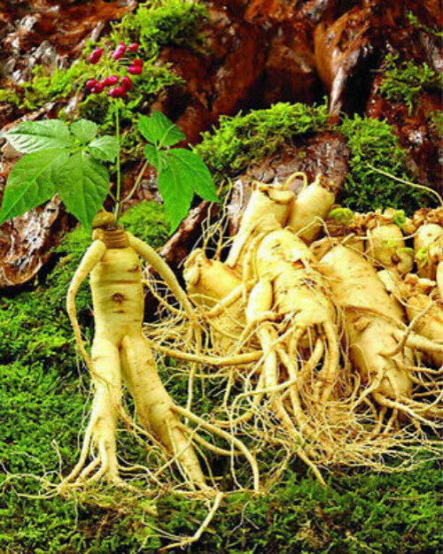 250g Dong Dong Ginseng Oolong Tee Grünes Lebensmittel Taiwans Gesundheitspflege