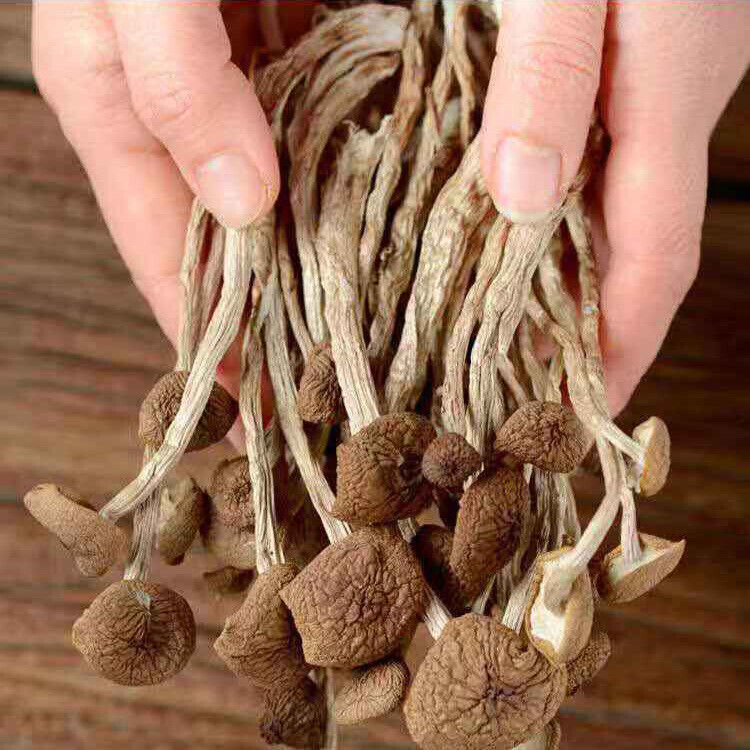 HelloYoung Chinese Herbal Agrocybe Cylindracea New Premium Dried Tree Mushroom 250g/bag