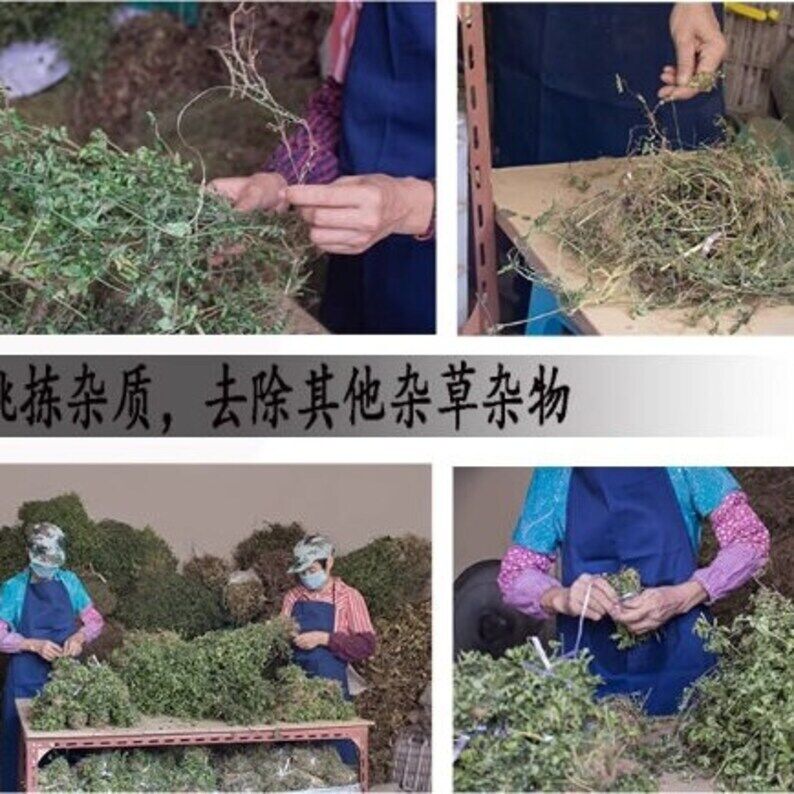 Dried Thyme-leaved spurge Redcausticreeper Euphorbiathymifolia Xiao Fei Yang Cao
