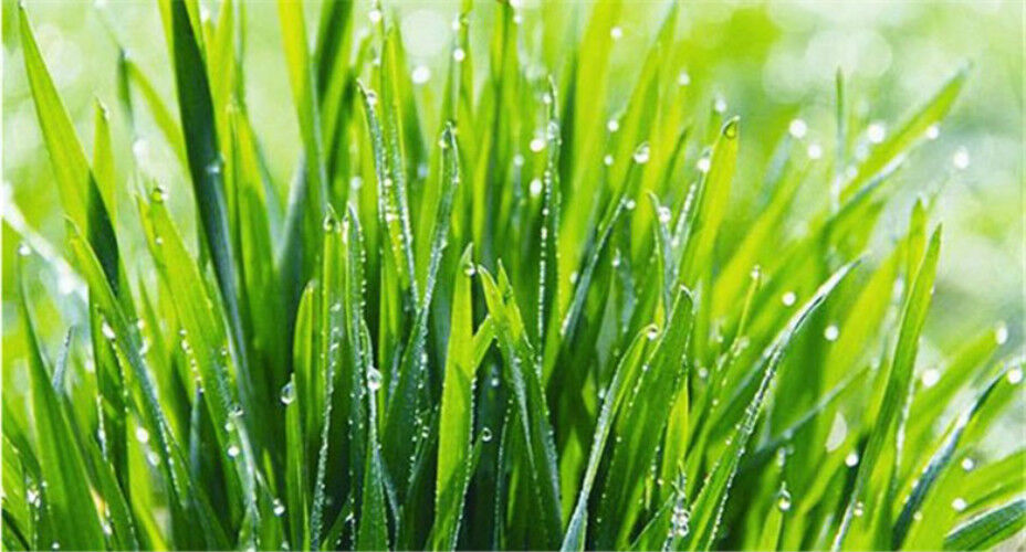 100g Healthy Drink 100% Pure Natural Organic Wheat Seedling Grass Extract Powder