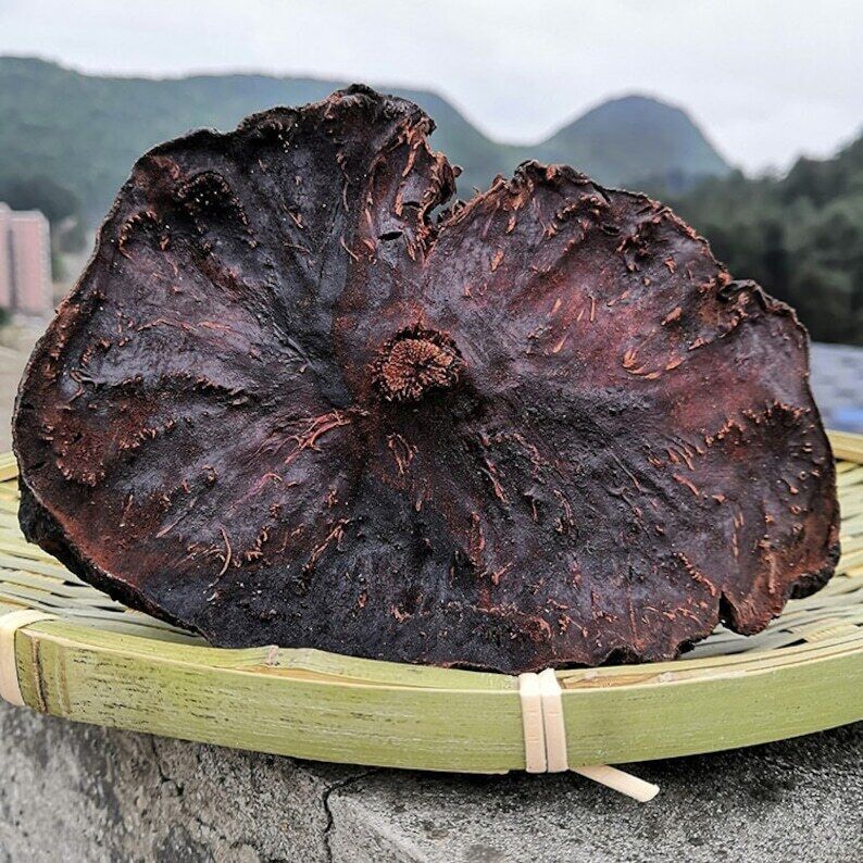 Jiu Zheng Jiu Shai Wild Dried Tuber Fleeceflower Root, Radix Polygoni Multiflori