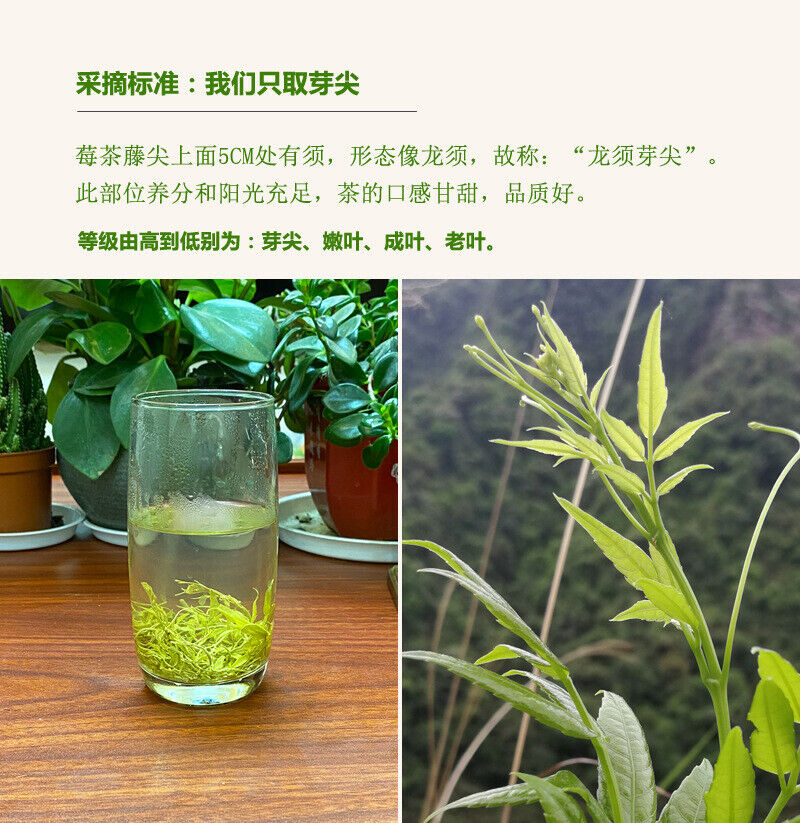 Zhangjiajie Vine Tea Canned Tujia Mao Rock Bud Tip Vine Tea Wild Tea Buds 50g