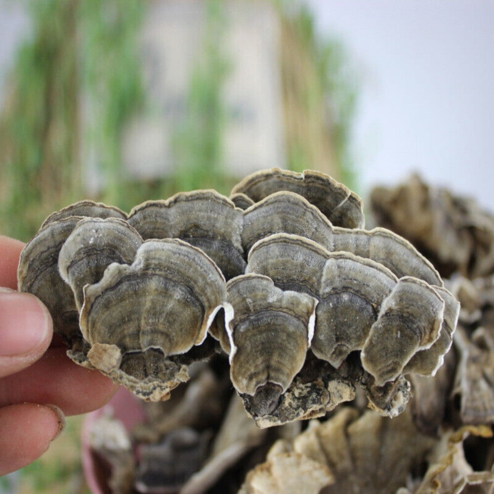 Wild Yunzhi Mushroom 250g Premium Dried Trametes Herbal