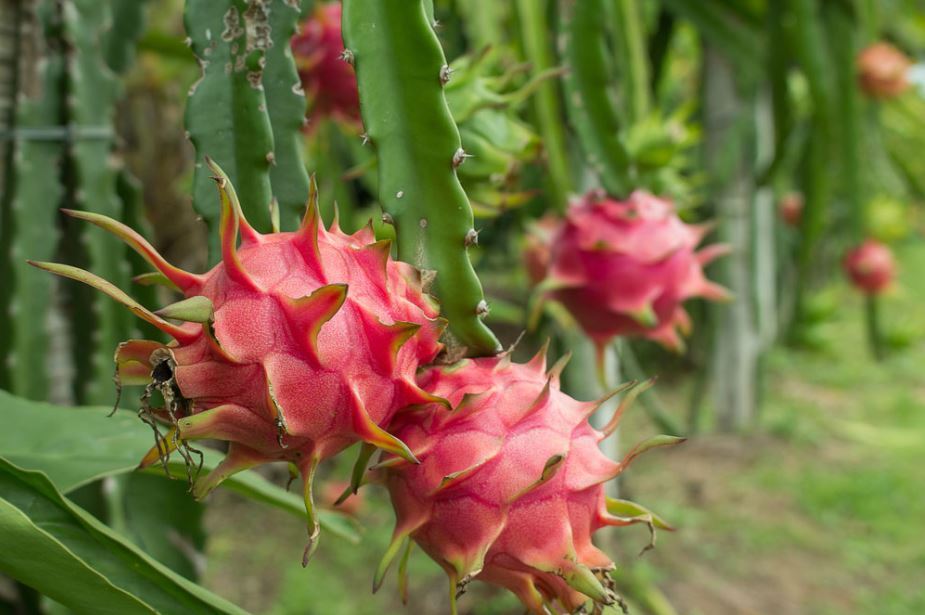Bio Rote Drachenfrucht Pulver, Nicht-GVO, Gefriergetrocknete Pitaya, Roh, Vegan