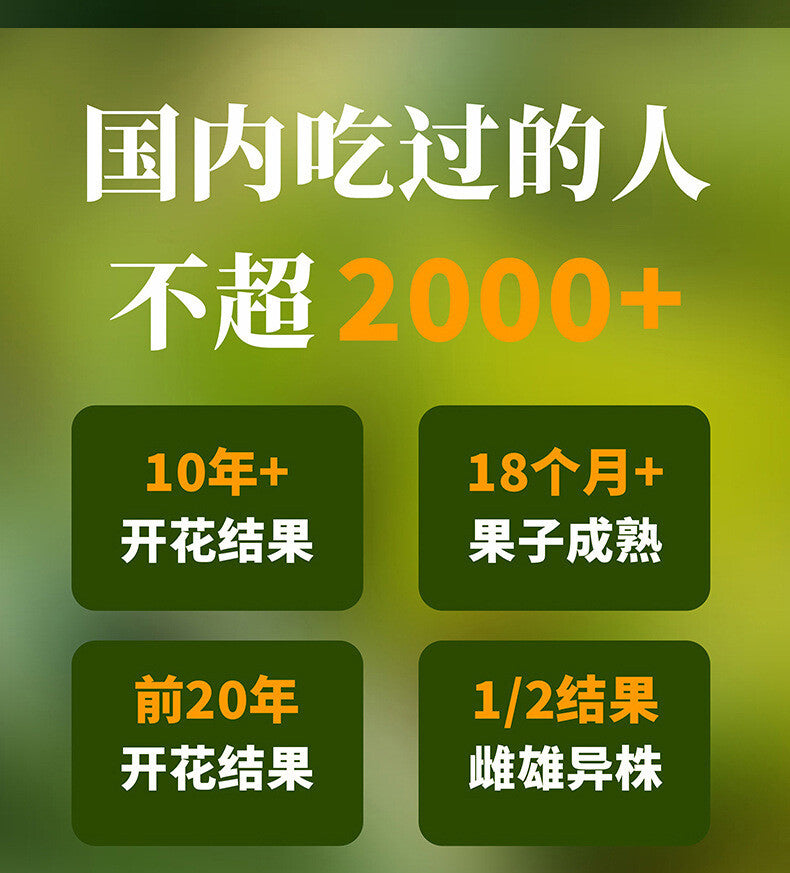Yunnan Parana Pine Nuts – Hand-Picked Jumbo Shelled