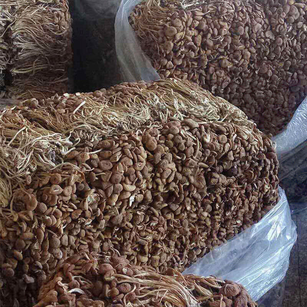 New Premium Dried Tea  Mushroom  Herbal Agrocybe Cylindracea 250g/8.8oz/bag