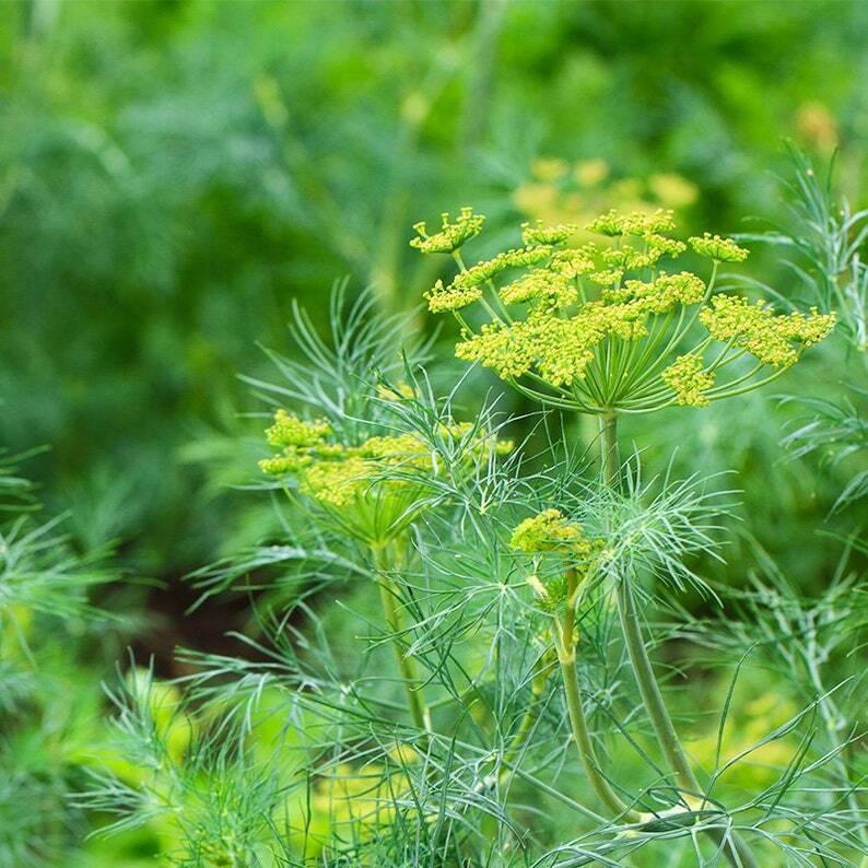 250g Foeniculum vulgare /Fennel, Hui xiang