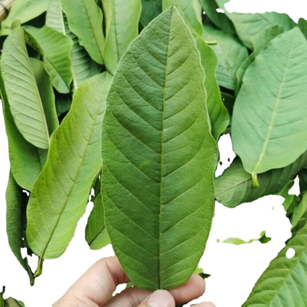 HelloYoung Guava leaf herbal tea for weight loss fat burner skin care 100% raw food