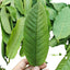 HelloYoung Guava leaf herbal tea for weight loss fat burner skin care 100% raw food