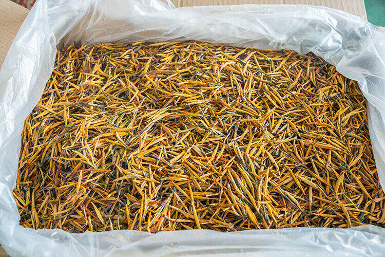 HelloYoung Yunnan Fengqing Spring Tea Dian Hong Tea Big Gold Needle Black Tea Big Gold Bud