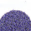 Lavender Bulk Dried Lavender Flowers 500g