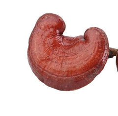 Bulk Supply Reishi Pilz Tee Vorteile im guten Preis Reishi Verkauf Online 500g