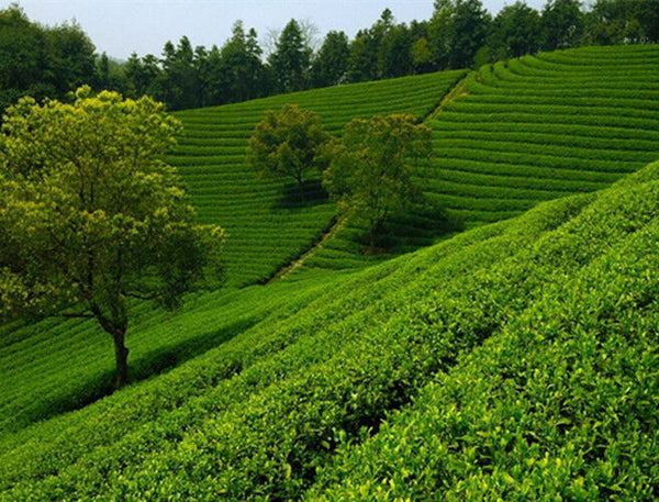 100g Yunnan Pu-erh tea Old Ban Zhang Ripe Tea Shu Cha Organic Tea Black Tea