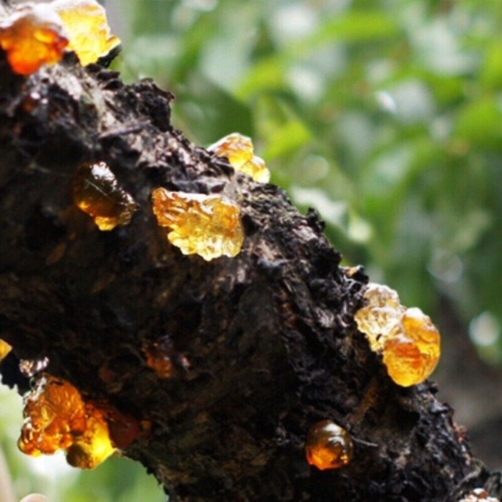 Wild and Natural TaoJiao Nourishing Gum Jelly for Skin Health and Edible Delight