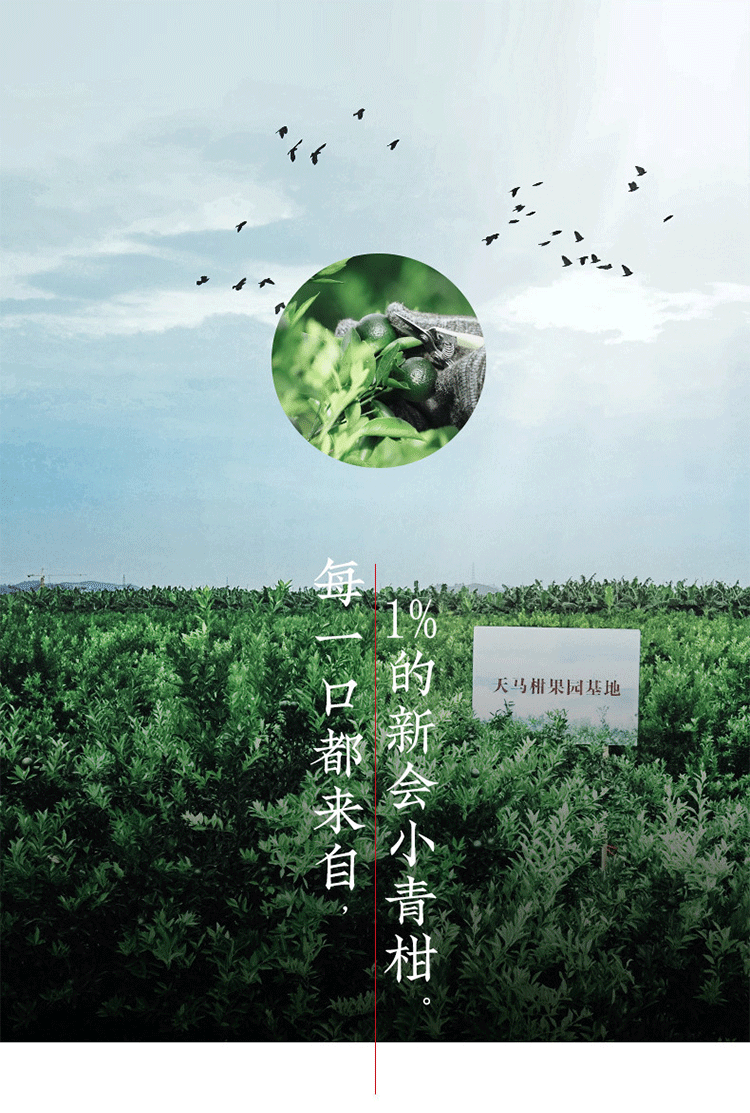 Tangerine Peel Palace Pu'er Ripe Tea Xinhui Sun-dried Green Orange Peel Pu-erh