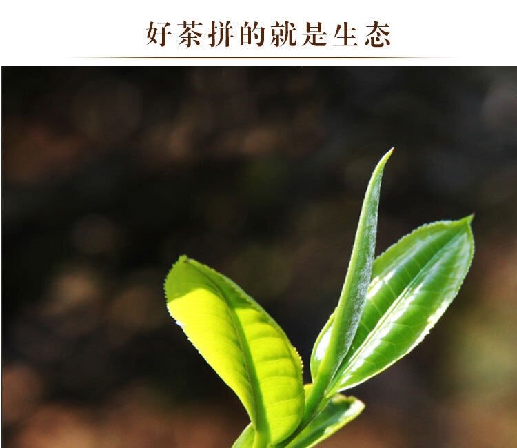 HelloYoung 1000g Yunnan Pu'er Tea Xigui Column Small Dragon Column Mini Bamboo Tube Raw Tea