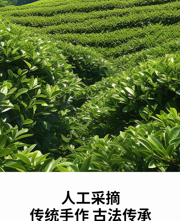 2024 Spring Harvest (Pyramid Bags) Premium Hangzhou Longjing Tea