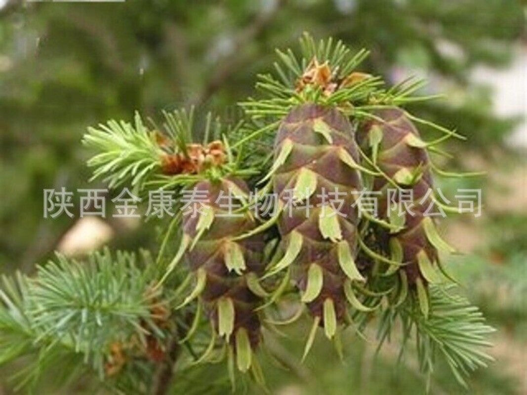 Dihydroquercetin 98% Pinus sylvestris Larch Extract Taxifolin 1kg