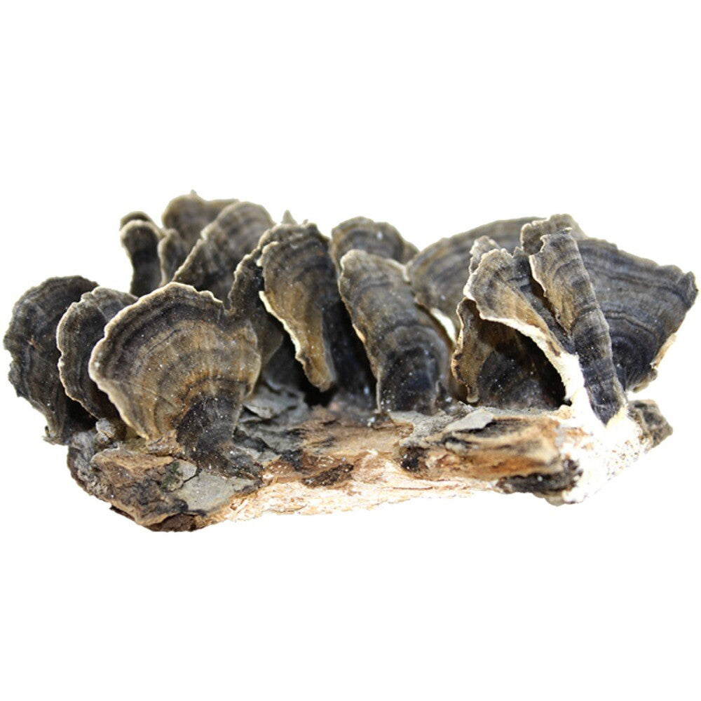 Wild Yunzhi Mushroom 250g Premium Dried Trametes Herbal Main image