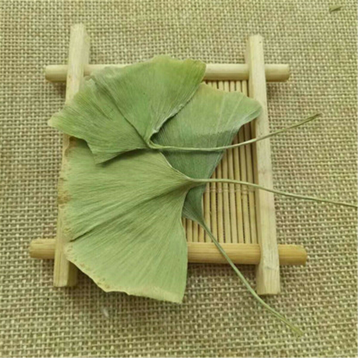 Ginkgo leaves Tea Medicinal Herbal Tea Ginkgo Biloba Leaves Chinese Wild Plant