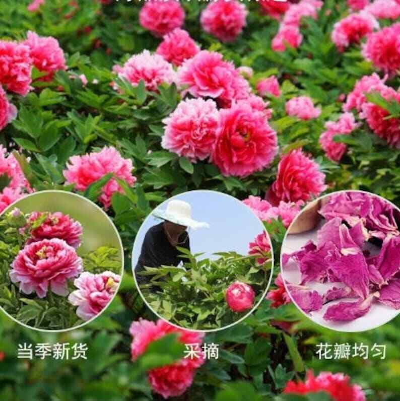 Organic High Quality Peony Petals Flower Tea Paeonia Peony petals